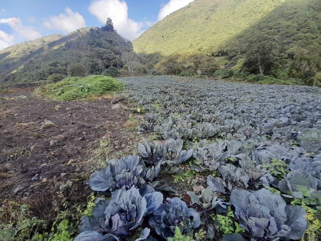 Terreno en Vía la Lagunita